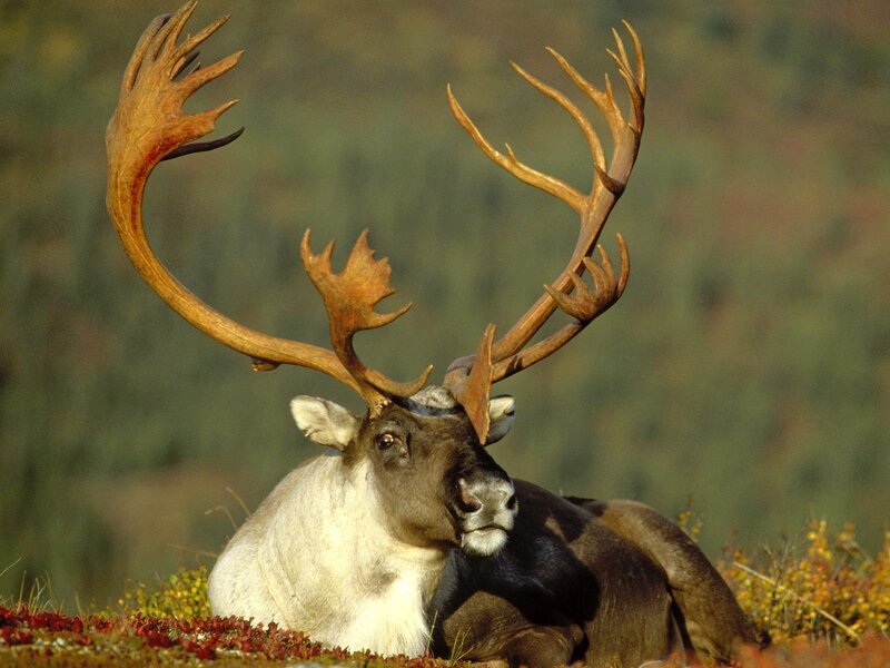 Reindeer with large antlers