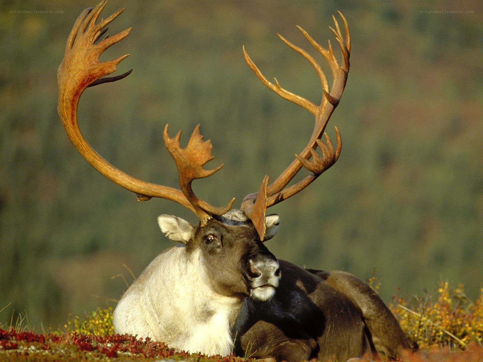 Reindeer with large antlers