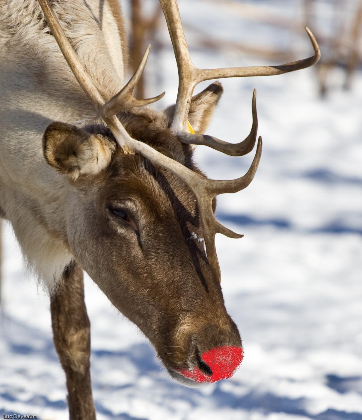 reindeer with red nose