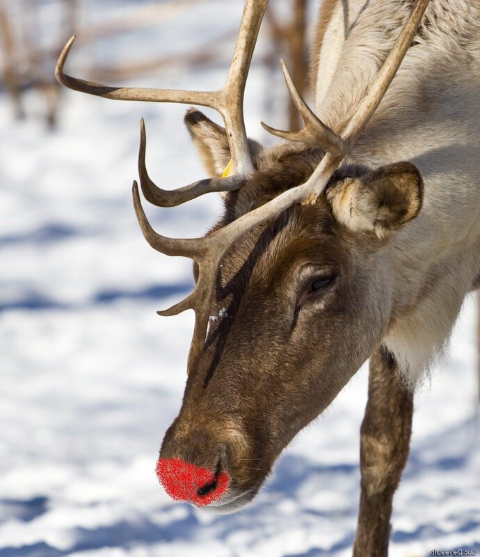 reindeer with red nose