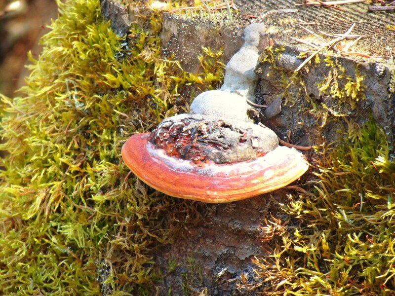 Reishi Mushroom on Log
