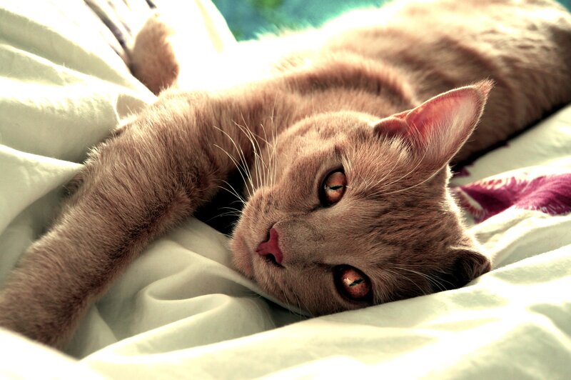 relaxed cat on bed