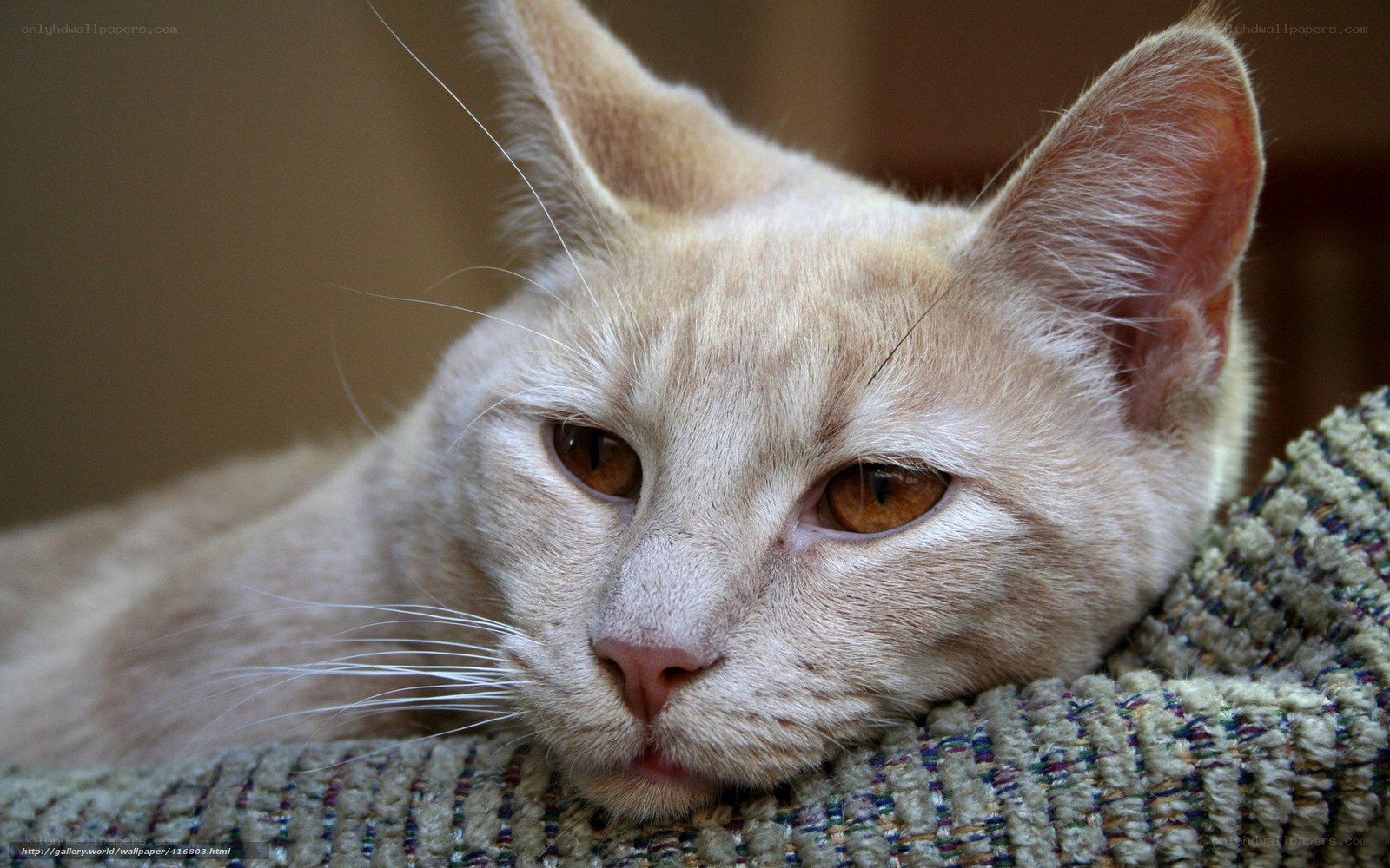 relaxed cat on cushion