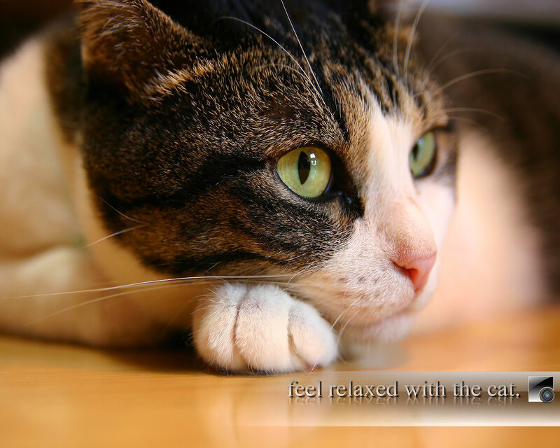 relaxed cat on wooden floor