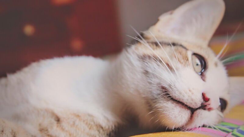 relaxed cat resting