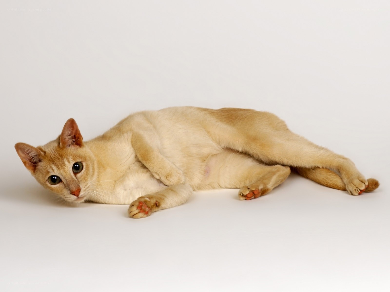 relaxed cream-colored cat