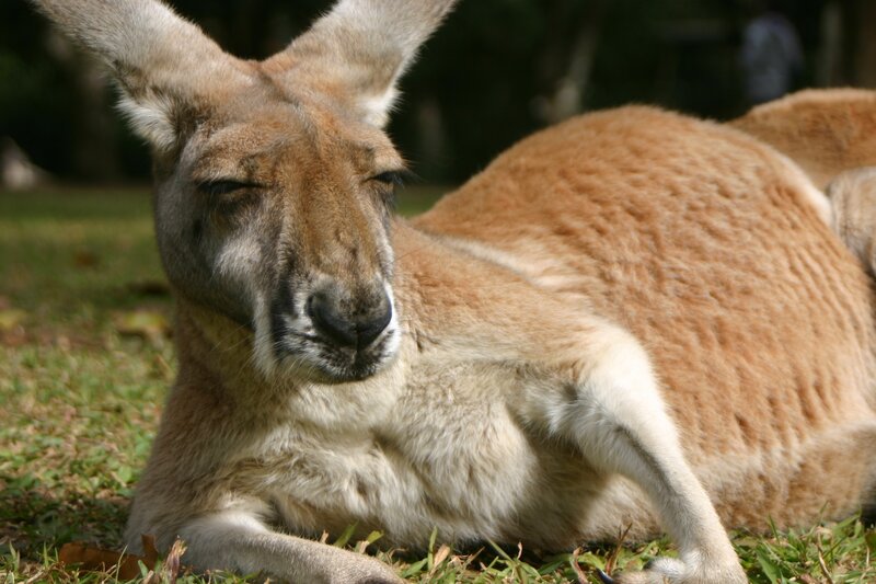 Relaxed kangaroo on grass