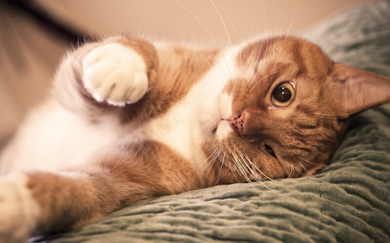 relaxed orange cat on blanket
