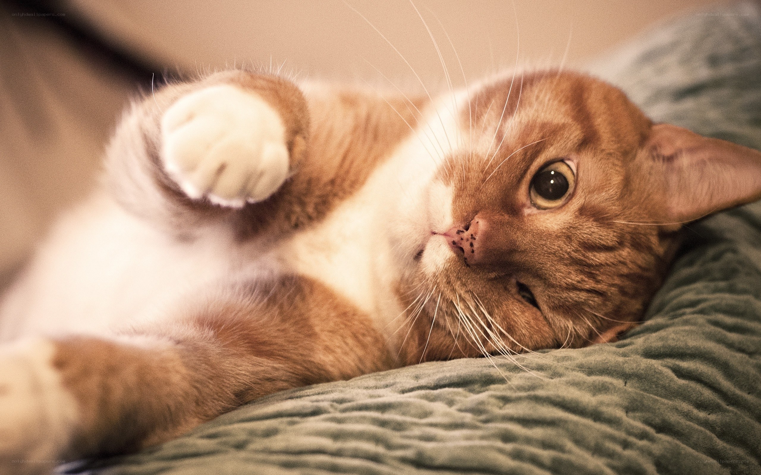 relaxed orange cat on blanket