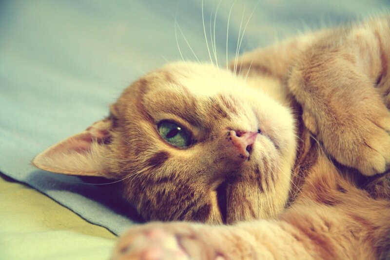 relaxed orange cat resting