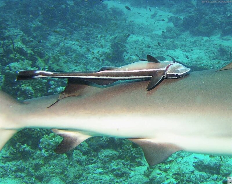 Remora on a shark