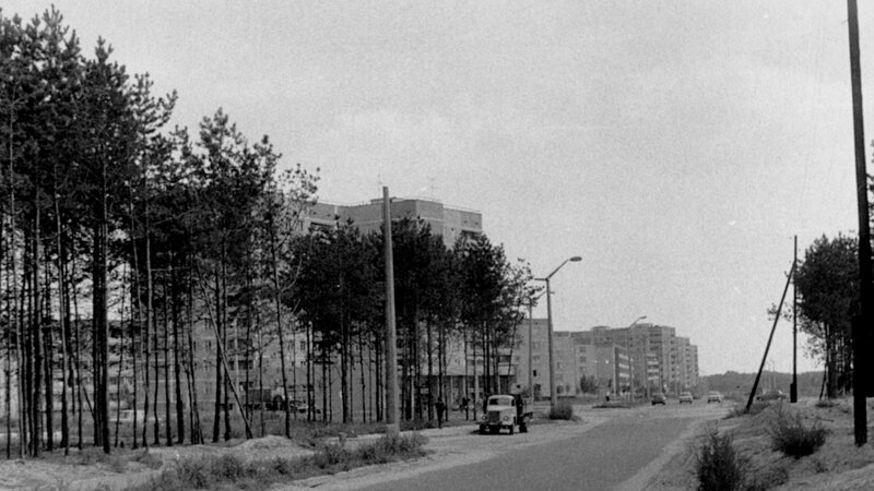 Residential area with pine trees