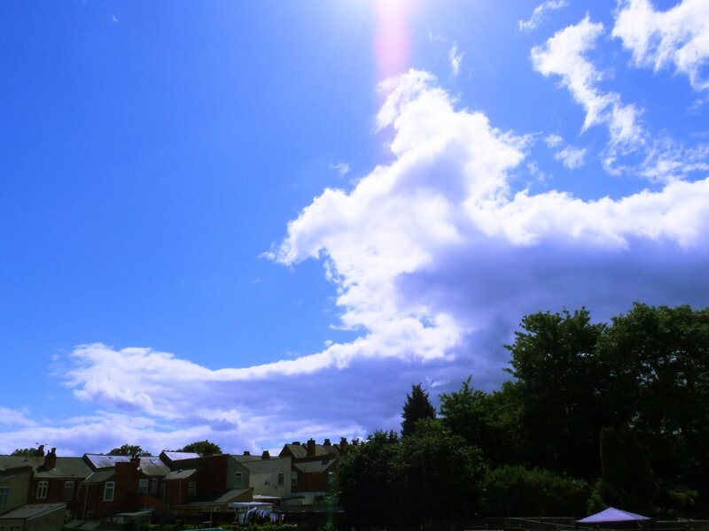 Residential Houses and Trees