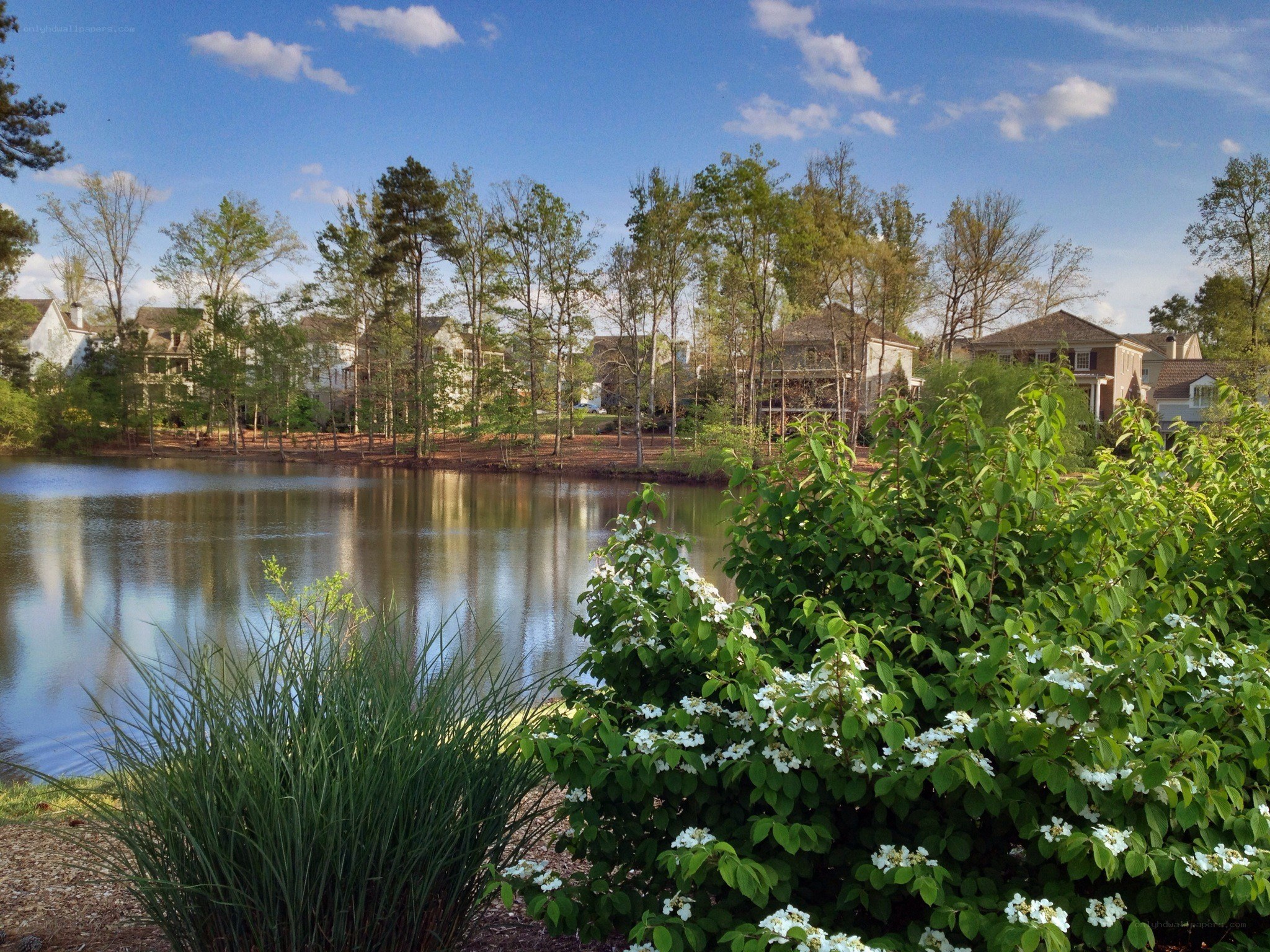 Residential pond with blooming shrubs