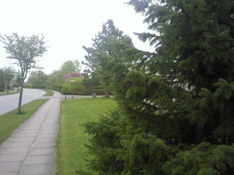 Residential sidewalk and trees
