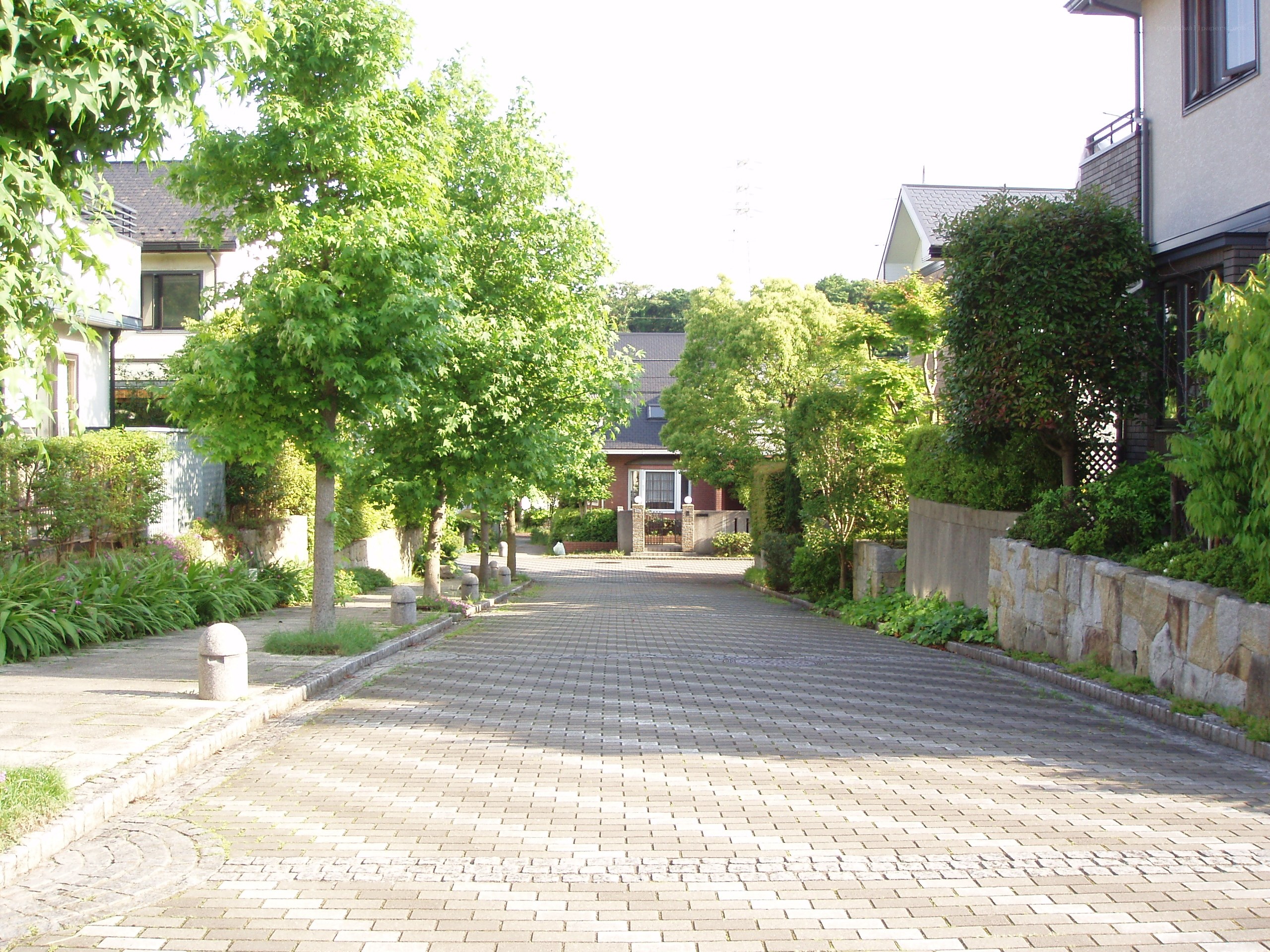 Residential street with trees