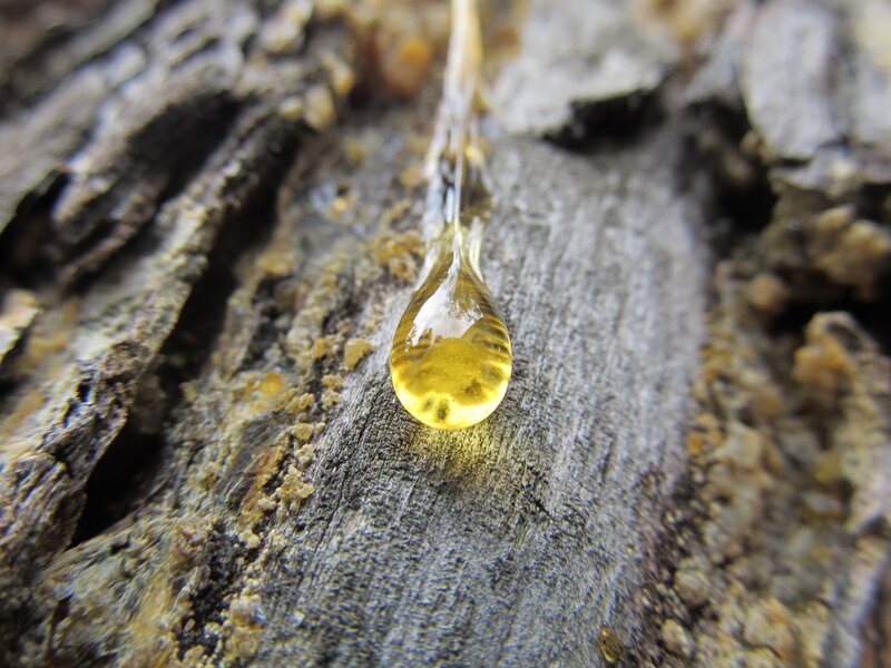 Resin drop on tree bark