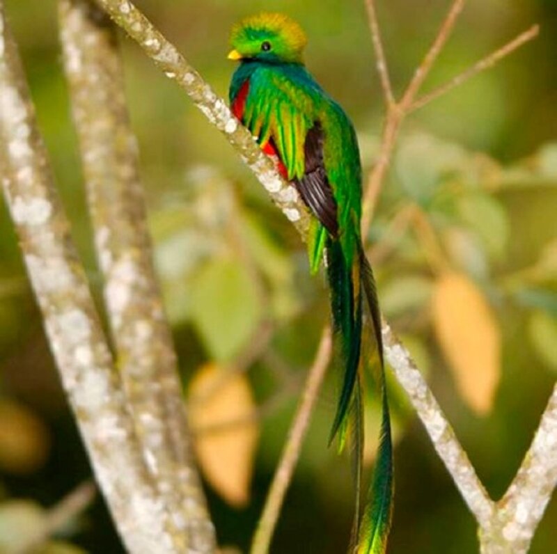 Resplendent Quetzal Bird — Green, Natural, Afternoon