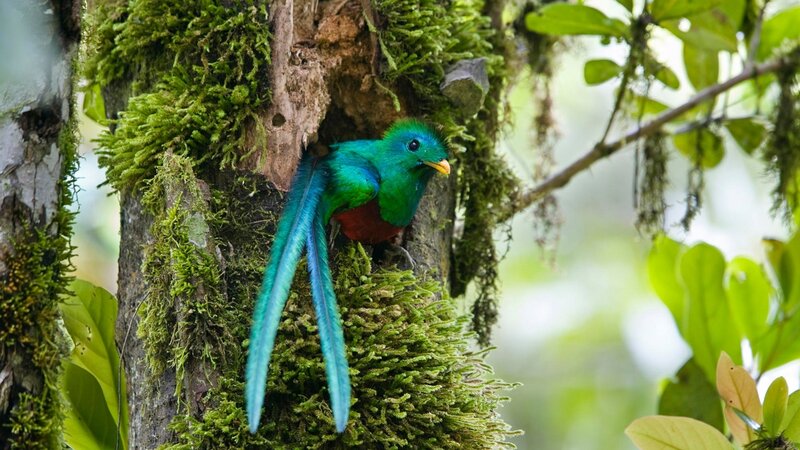 Resplendent Quetzal Bird — Green, Natural, Photograph