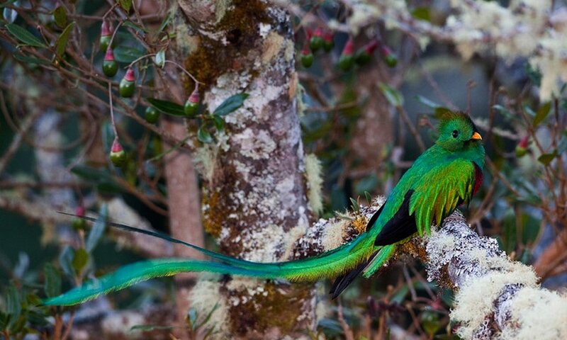 Resplendent Quetzal Bird — Green, Natural, Photograph, Tree, Moss