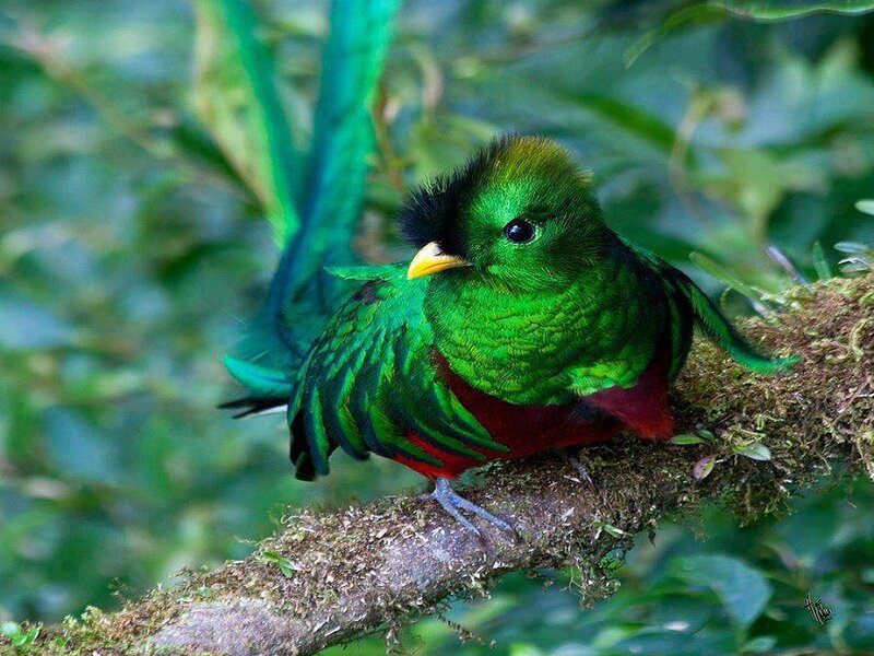 Resplendent Quetzal Bird — Green, Natural