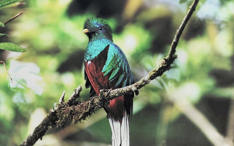 Resplendent Quetzal Bird — Green, Serene