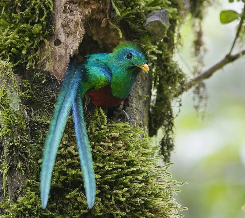 Resplendent Quetzal Bird — Green