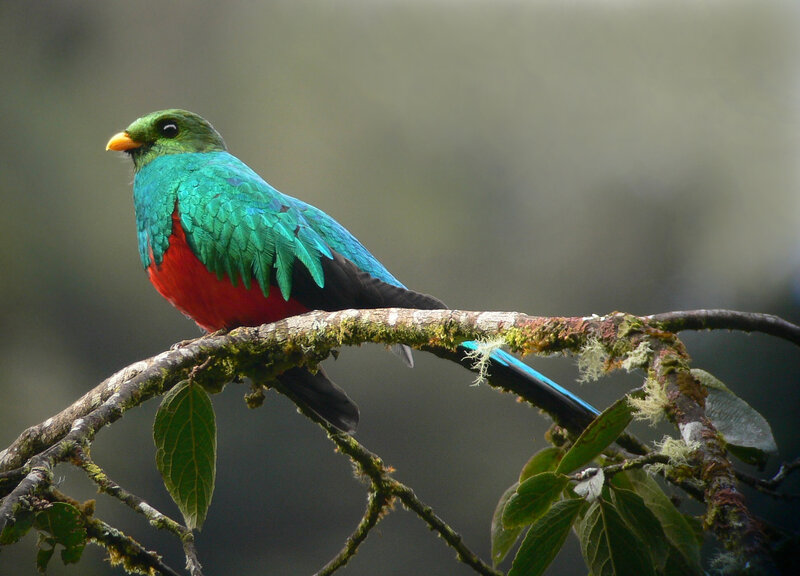 Resplendent Quetzal Bird
