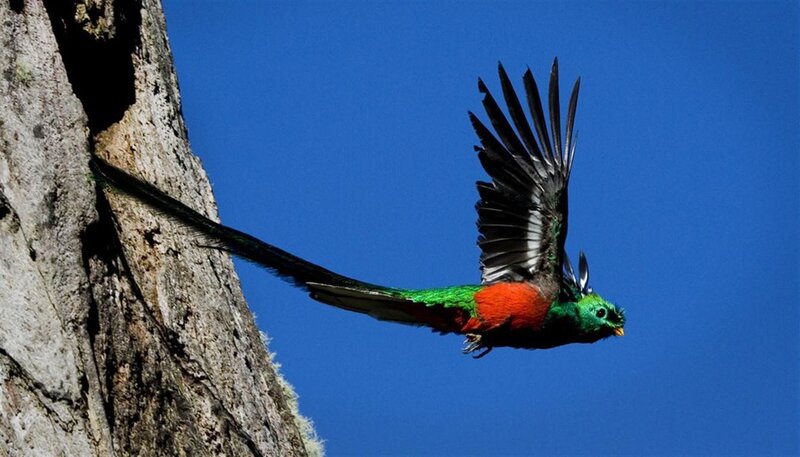 Resplendent Quetzal in Flight