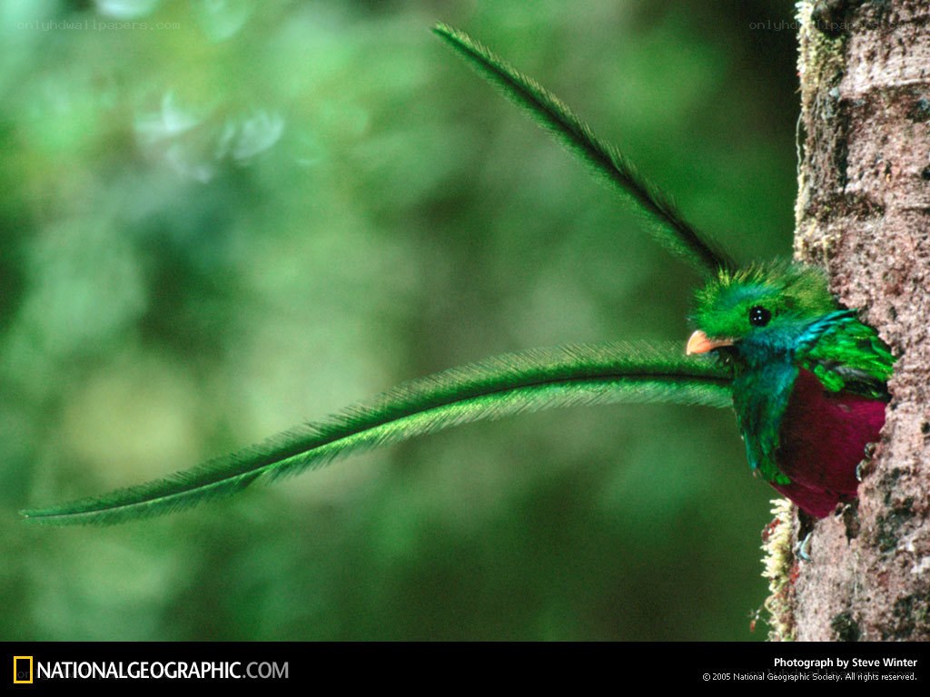 Resplendent Quetzal perched on tree
