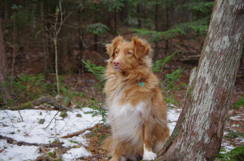 Retriever Dog in Forest