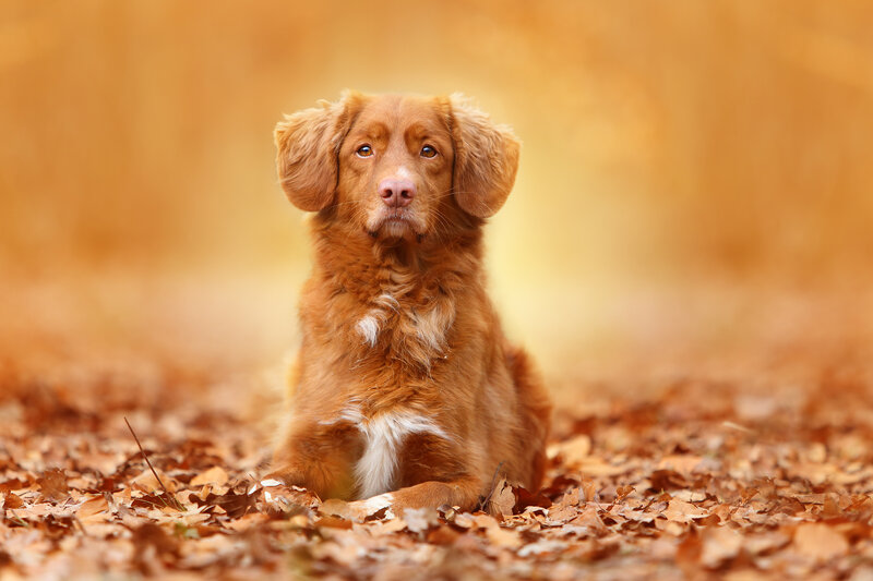 Retriever Dog in Leaves — Brown, Calm