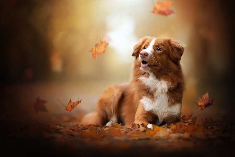 Retriever Dog in Leaves — Brown, Serene