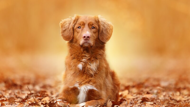 Retriever Dog in Leaves — Brown