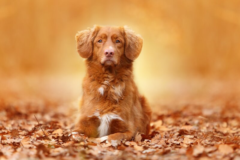 Retriever Dog in Leaves
