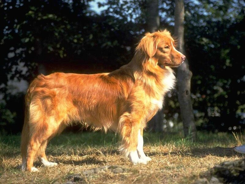 retriever dog in sunlight