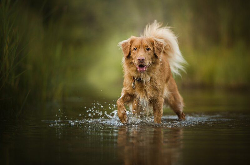 Retriever Dog in Water