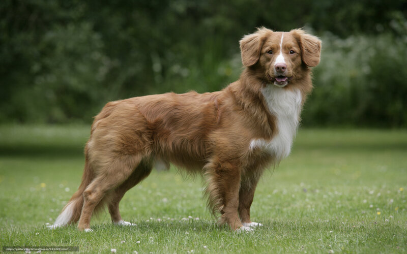 Retriever Dog on Grass — Brown