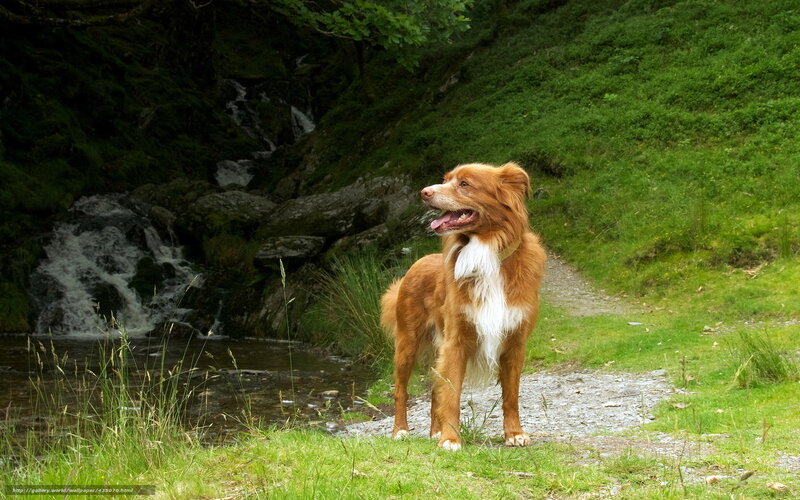 Retriever Dog on Path