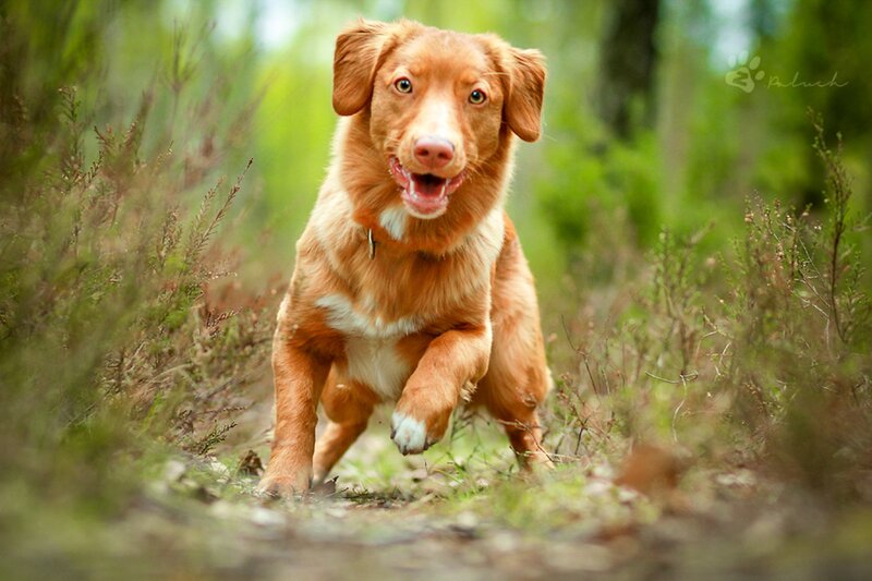 Retriever Dog Running