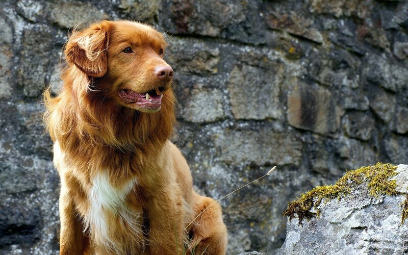 Retriever Dog Sitting