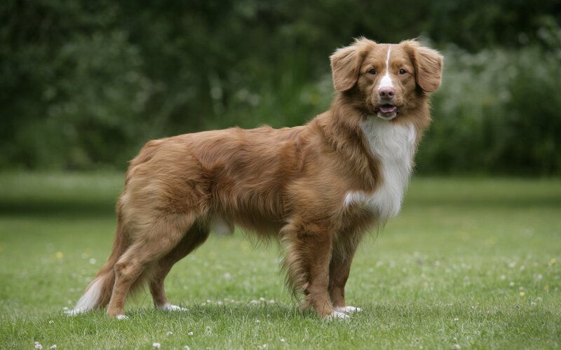 Retriever Dog Standing — Brown