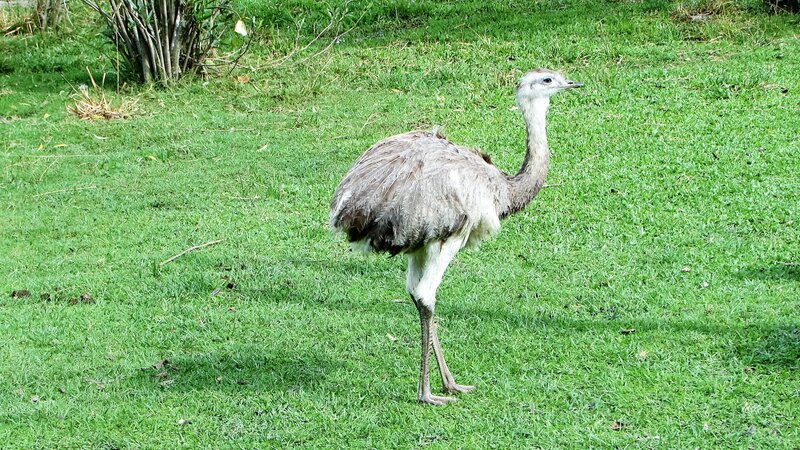 Rhea Bird on Grass