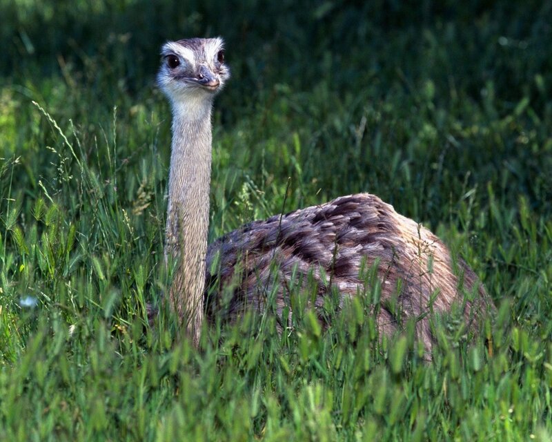 Rhea in grassy field