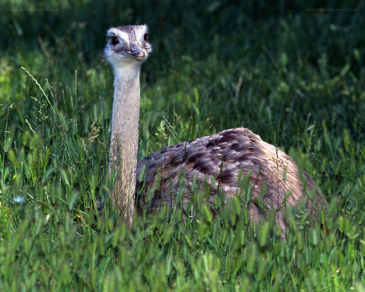 Rhea in grassy field