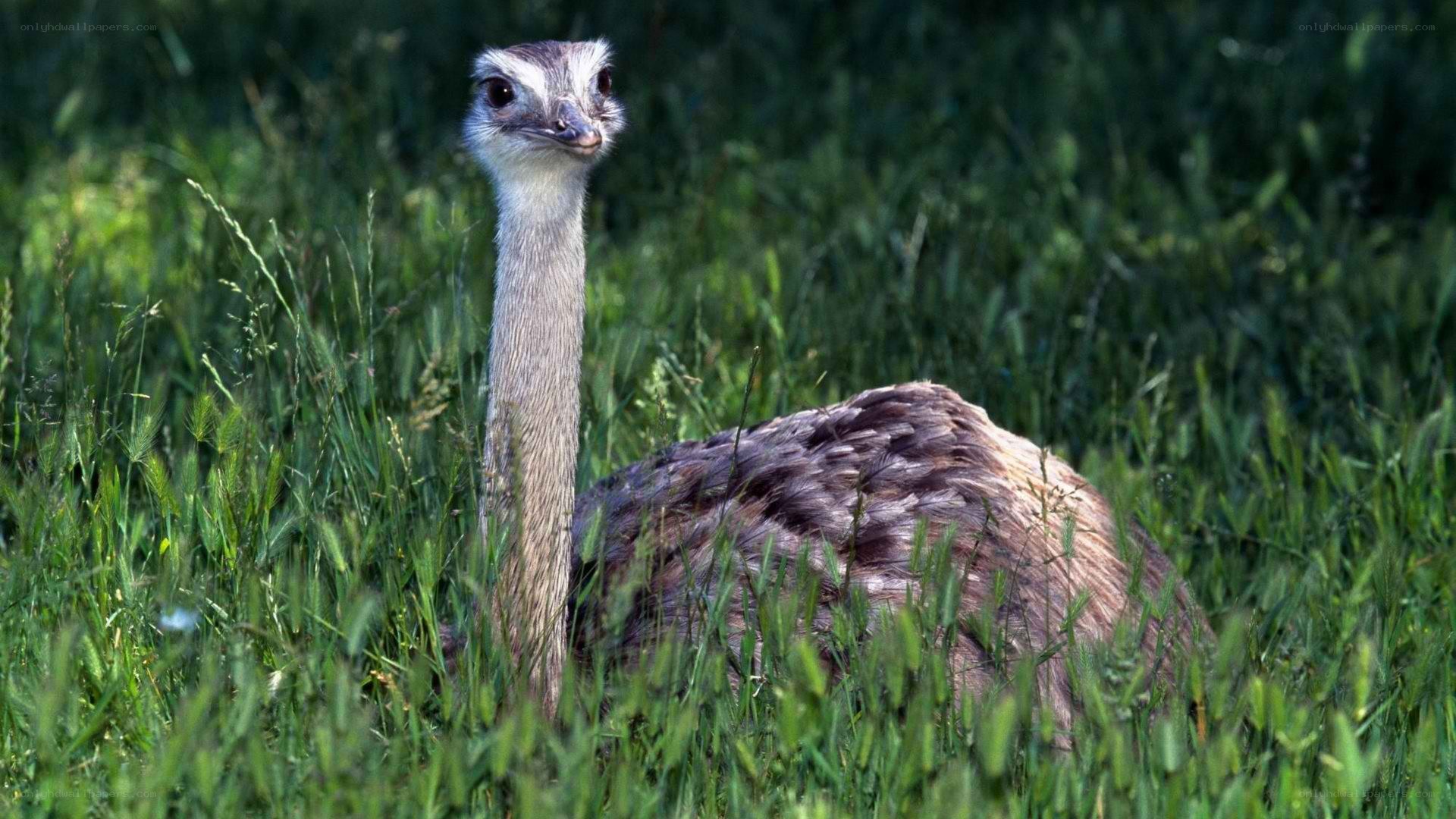 Rhea in tall grass