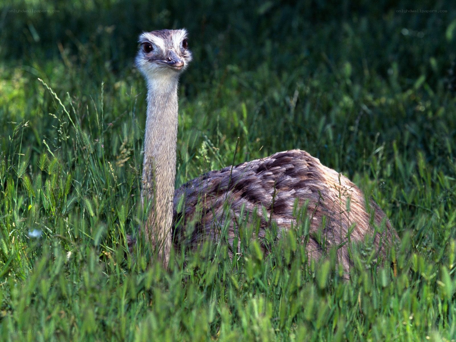 Rhea in tall grass