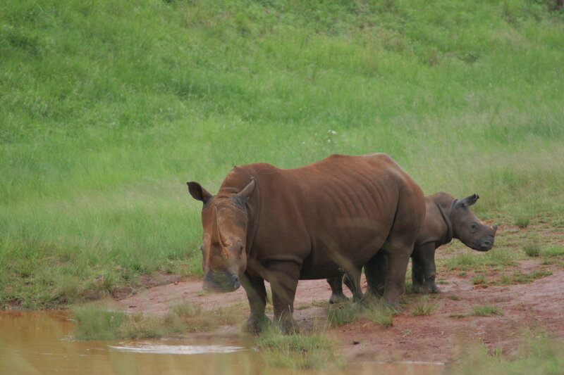 Rhino and Calf — Green