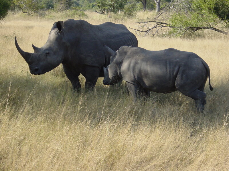 Rhino and calf in grassland
