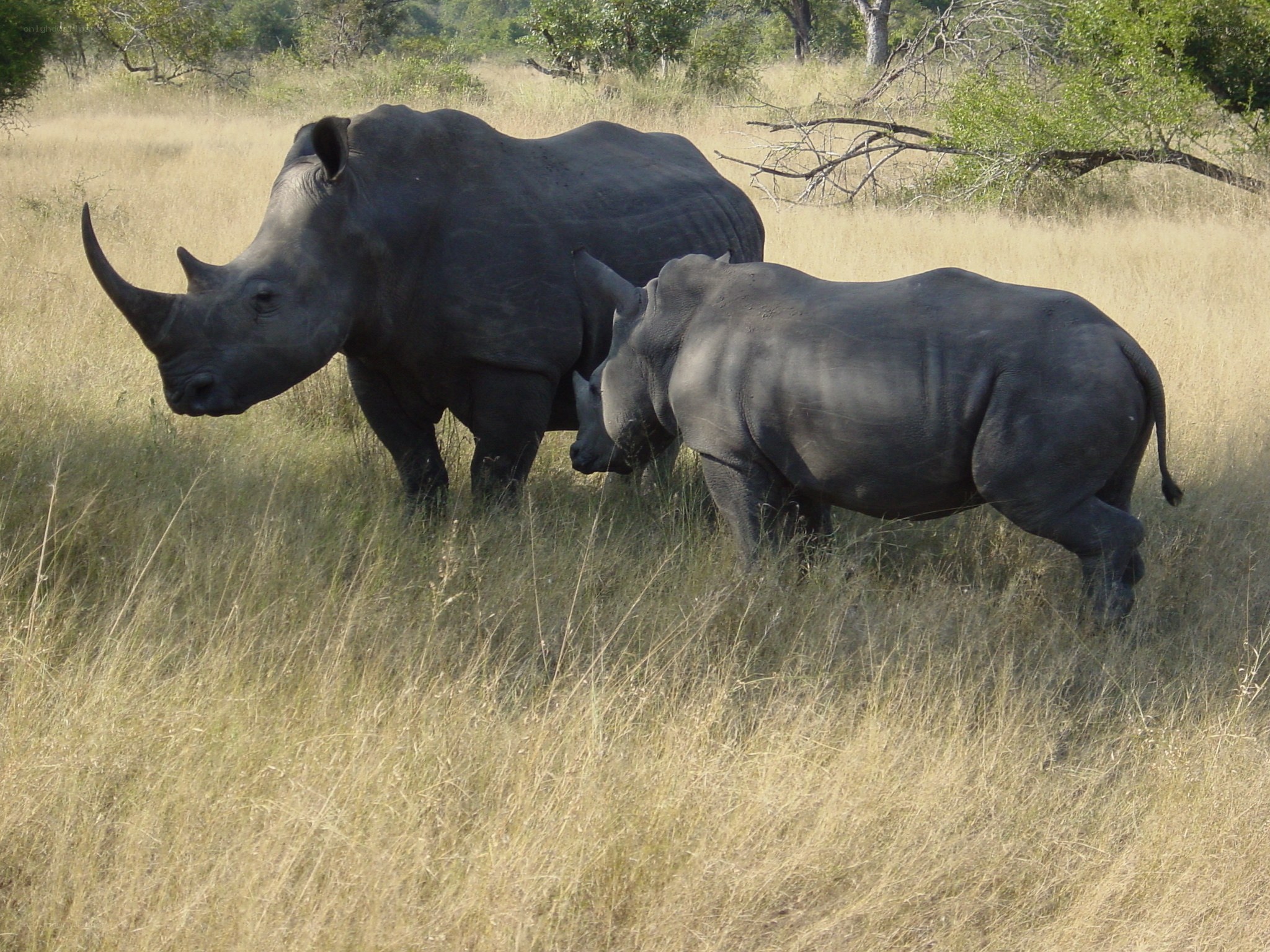Rhino and calf in grassland